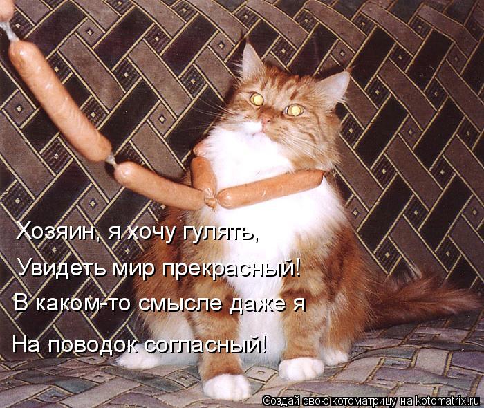 Котоматрица: Хозяин, я хочу гулять, Увидеть мир прекрасный! В каком-то смысле даже я На поводок согласный!