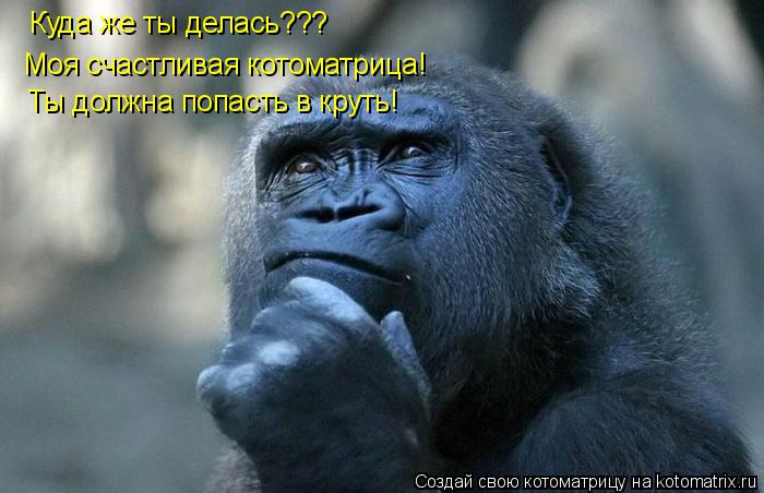 Котоматрица: Куда же ты делась??? Моя счастливая котоматрица! Ты должна попасть в круть!