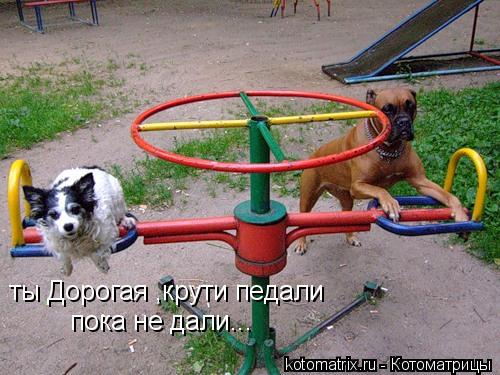ты Дорогая ,крути педали пока не дали...... Котоматрица: ты Дорогая ,крути педали пока не дали...