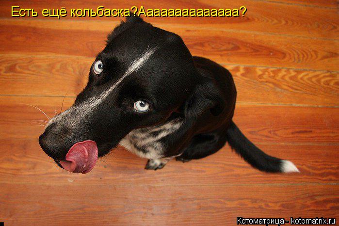 Котоматрица: Есть ещё кольбаска?Аааааааааааааа?