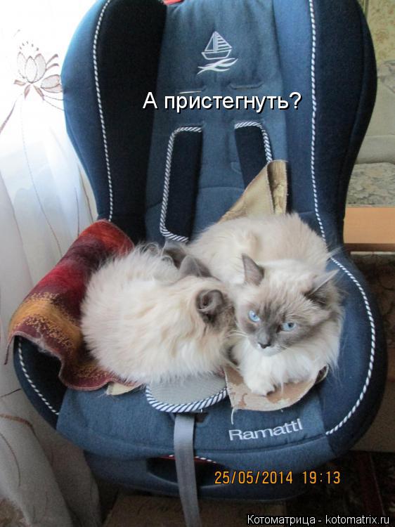 Котоматрица: А пристегнуть?