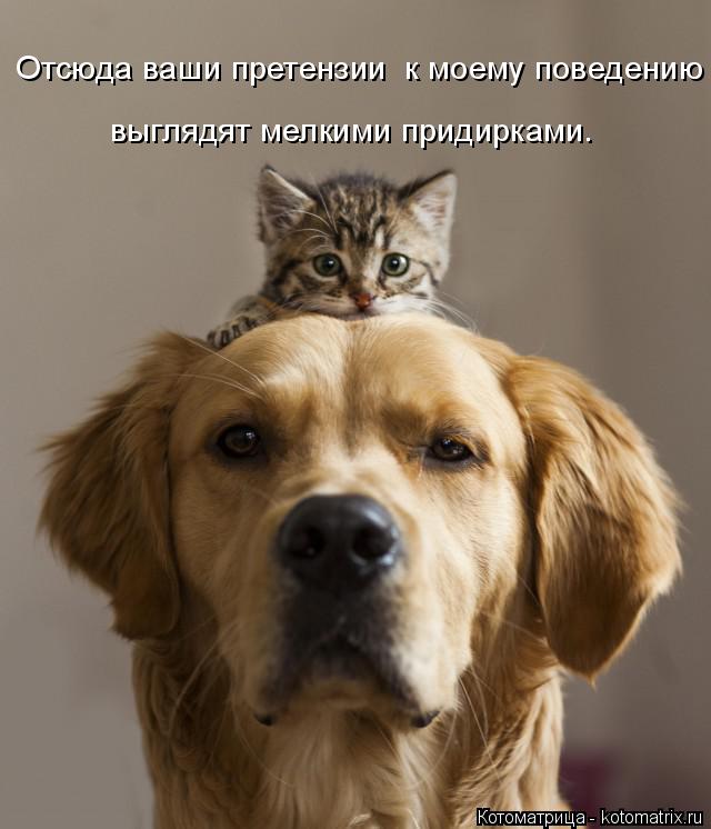 Отсюда ваши претензии к моему поведению выглядят мелкими придирками.... Котоматрица: Отсюда ваши претензии к моему поведению выглядят мелкими придирками.