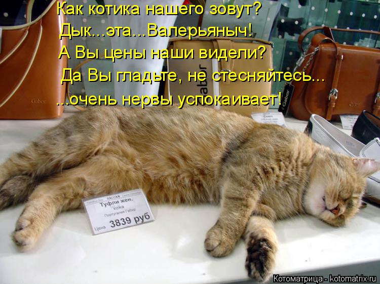 Котоматрица: Как котика нашего зовут? Дык...эта...Валерьяныч! А Вы цены наши видели? Да Вы гладьте, не стесняйтесь... ...очень нервы успокаивает!