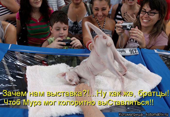 Котоматрица: Зачем нам выставка?!...Ну как же, братцы! Чтоб Мурз мог колоритно выСтавляться!!