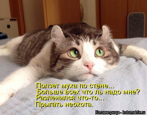 Ползет муха по стене... Больше всех что ль надо мне? Разленился что-то... Прыгать неохота.... Котоматрица: Ползет муха по стене... Больше всех что ль надо мне? Разленился что-то... Прыгать неохота.