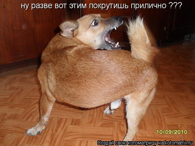 ну разве вот этим покрутишь прилично ???... Котоматрица: ну разве вот этим покрутишь прилично ???