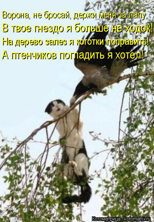 Котоматрица: Ворона, не бросай, держи меня за лапу, В твое гнездо я больше не ходок! На дерево залез я коготки поправить! А птенчиков погладить я хотел!