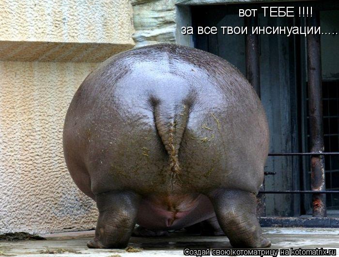 вот ТЕБЕ !!!! за все твои инсинуации........ Котоматрица: вот ТЕБЕ !!!! за все твои инсинуации.....