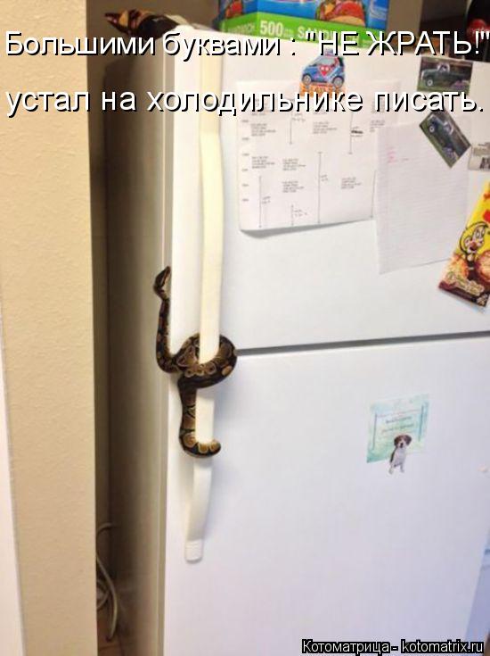 Котоматрица: устал на холодильнике писать. Большими буквами : "НЕ ЖРАТЬ!",
