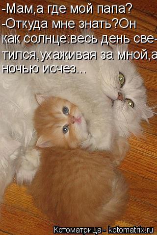 Котоматрица: -Мам,а где мой папа? -Откуда мне знать?Он как солнце:весь день све- тился,ухаживая за мной,а ночью исчез...