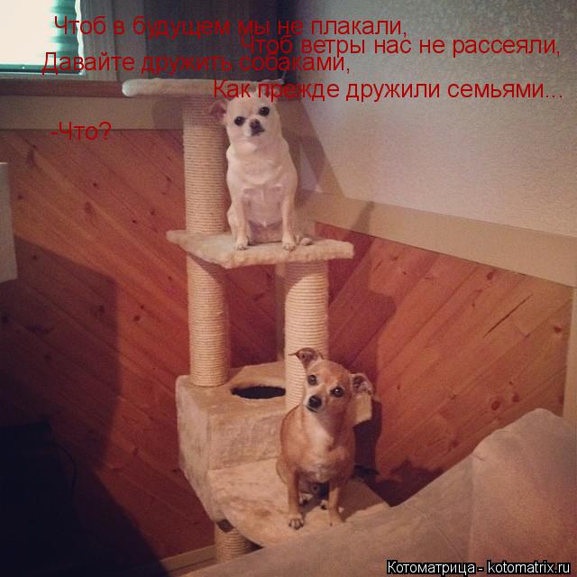 Котоматрица: Чтоб в будущем мы не плакали,   Чтоб ветры нас не рассеяли,   Давайте дружить собаками,   Как прежде дружили семьями... -Что?
