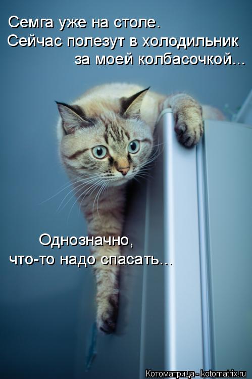Котоматрица: Семга уже на столе. Сейчас полезут в холодильник  за моей колбасочкой... Однозначно,  что-то надо спасать...