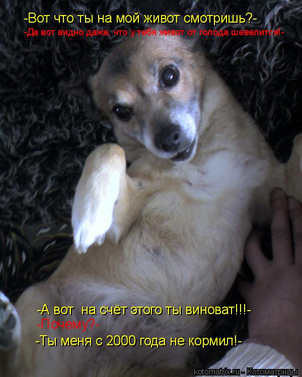 Котоматрица: -Вот что ты на мой живот смотришь?- -Да вот видно даже, что у тебя живот от голода шевелится!- -А вот  на счёт этого ты виноват!!!- -Почему?- -Ты мен