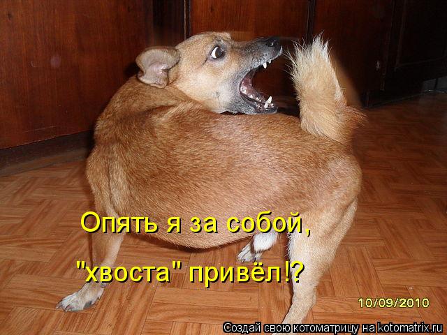 МЫ ХВОСТИКОМ ПОКРУТИМ СКАЧАТЬ БЕСПЛАТНО МЫ ХВОСТИКОМ ПОКРУТИМ СКАЧАТЬ БЕСПЛАТНО