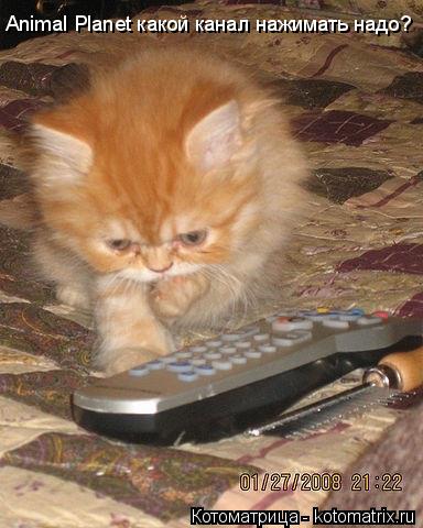 Котоматрица: Animal Planet какой канал нажимать надо?