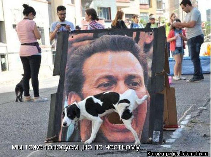 мы тоже голосуем ,но по честному....... Котоматрица: мы тоже голосуем ,но по честному....