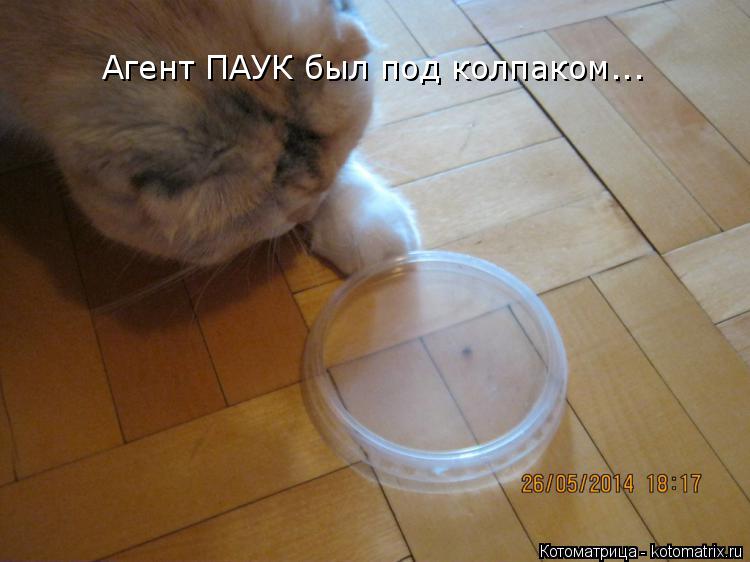 Котоматрица: Агент ПАУК был под колпаком...