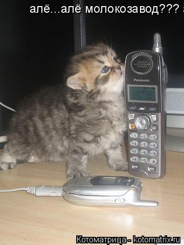 Котоматрица: алё...алё молокозавод??? а можно мне молочка???