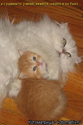 Котоматрица: а с рыжим-то у меня, кажется, ничего и не было ... или?