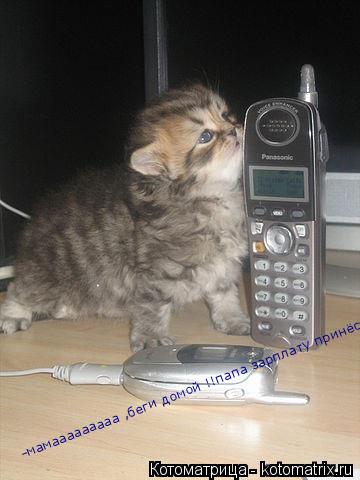 Котоматрица: -мамааааааааа ,беги домой !!папа зарплату принёс