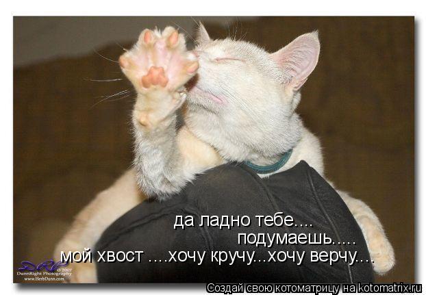 да ладно тебе.... подумаешь..... мой хвост ....хочу кручу...хочу верчу....... Котоматрица: да ладно тебе.... подумаешь..... мой хвост ....хочу кручу...хочу верчу....