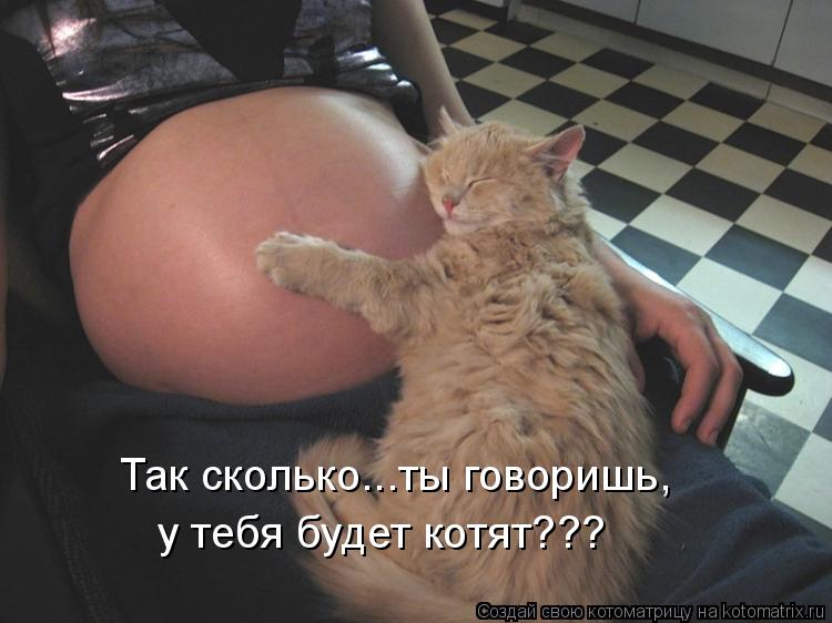 Котоматрица: Так сколько...ты говоришь, у тебя будет котят???