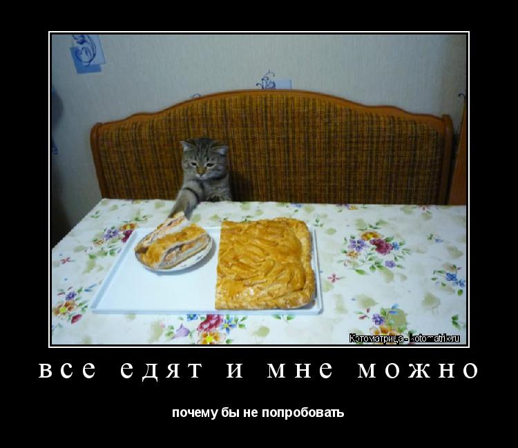 Котоматрица: все едят и мне можно почему бы не попробовать