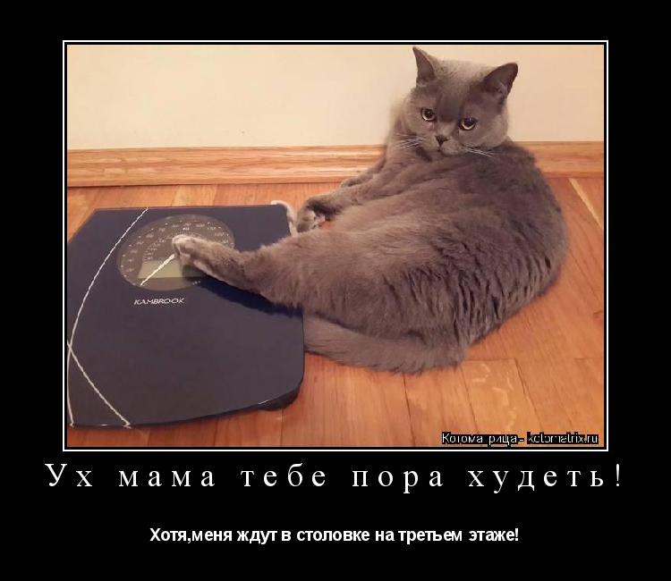 Ух мама тебе пора худеть! Хотя,меня ждут в столовке на третьем этаже!... Котоматрица: Ух мама тебе пора худеть! Хотя,меня ждут в столовке на третьем этаже!