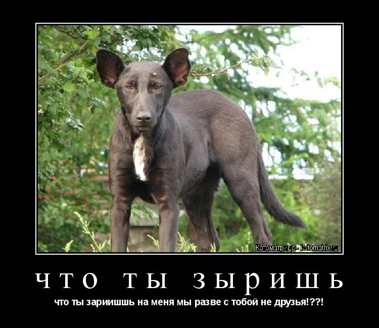 Котоматрица: что ты зыришь что ты зариишшь на меня мы разве с тобой не друзья!??!