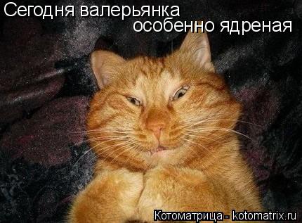 Котоматрица: Сегодня валерьянка особенно ядреная