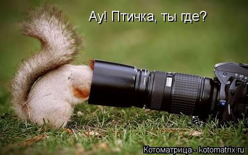 Котоматрица: Ау! Птичка, ты где?