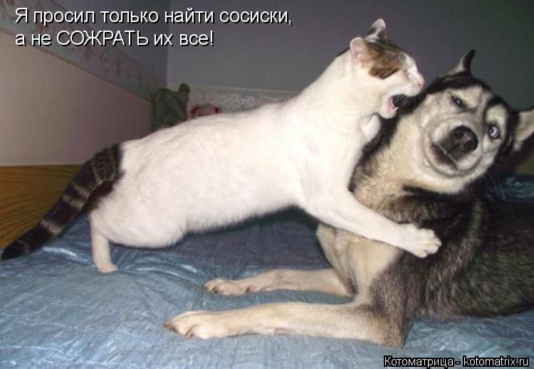 Котоматрица: Я просил только найти сосиски, Я просил только найти сосиски, а не СОЖРАТЬ их все!