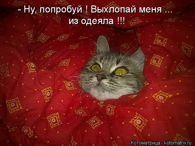 Котоматрица: - Ну, попробуй ! Выхлопай меня ... из одеяла !!!