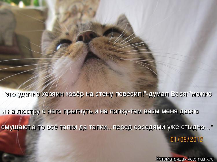 Котоматрица: и на люстру с него прыгнуть,и на полку-там вазы меня давно "это удачно хозяин ковёр на стену повесил!"-думал Вася:"можно смущают.а то всё тапки