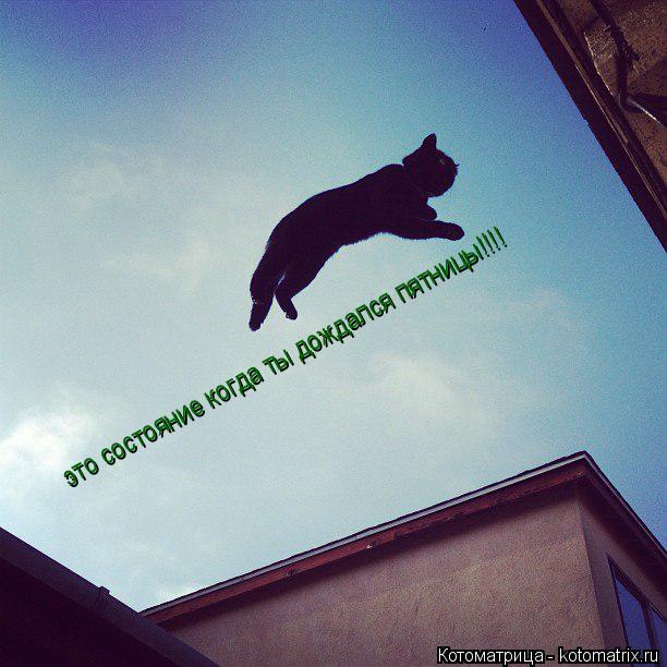 Котоматрица: это состояние когда ты дождался пятницы!!!!