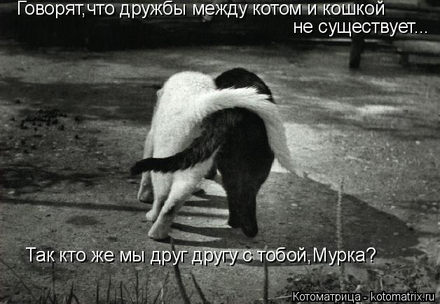 Котоматрица: Так кто же мы друг другу с тобой,Мурка? Говорят,что дружбы между котом и кошкой не существует...