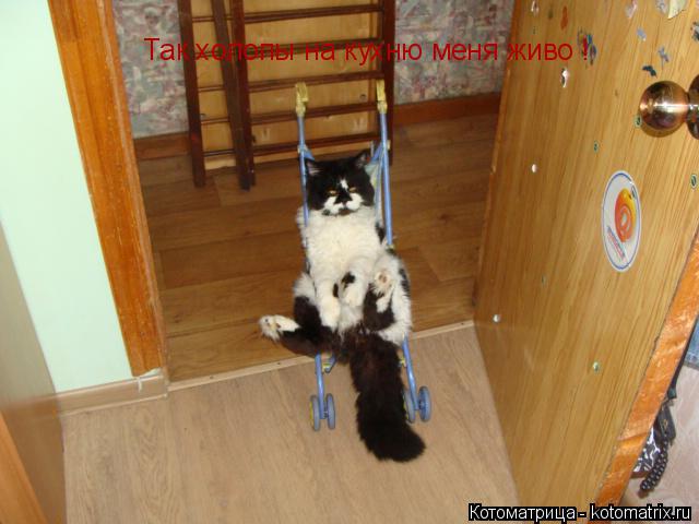 Так холопы на кухню меня живо !... Котоматрица: Так холопы на кухню меня живо !