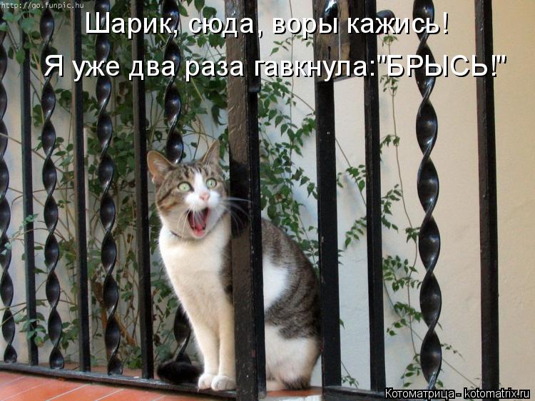 Шарик, сюда, воры кажись! Я уже два раза гавкнула:"БРЫСЬ!"... Котоматрица: Шарик, сюда, воры кажись! Я уже два раза гавкнула:"БРЫСЬ!"