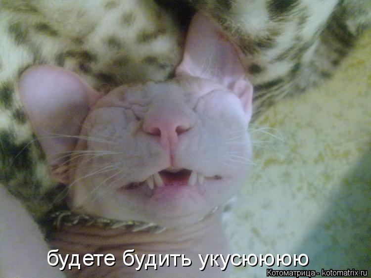 Котоматрица: будете будить укусюююю