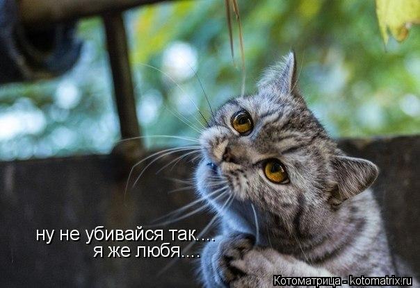 ну не убивайся так.... я же любя....... Котоматрица: ну не убивайся так.... я же любя....