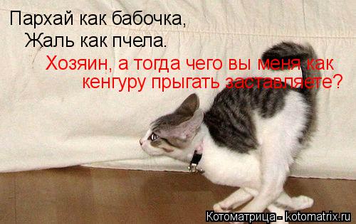 Пархай как бабочка, Жаль как пчела. Хозяин, а тогда чего вы меня как кенгуру прыгать заставляете?... Котоматрица: Пархай как бабочка, Жаль как пчела. Хозяин, а тогда чего вы меня как кенгуру прыгать заставляете?
