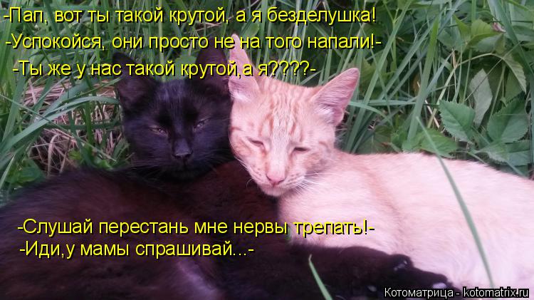 -Пап, вот ты такой крутой, а я безделушка! -Успокойся, они просто не на того напали!- -Ты же у нас та... Котоматрица: -Пап, вот ты такой крутой, а я безделушка! -Успокойся, они просто не на того напали!- -Ты же у нас такой крутой,а я????- -Слушай перестань мне нервы