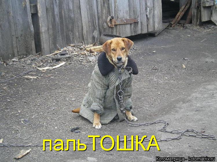 пальТОШКА... Котоматрица: пальТОШКА