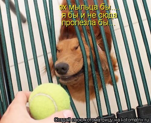 эх мыльца бы.... я бы и не сюда пролезла бы...... Котоматрица: эх мыльца бы.... я бы и не сюда пролезла бы...
