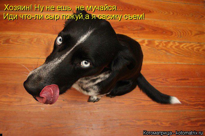 Хозяин! Ну не ешь, не мучайся... Иди что-ли сыр пожуй,а я сасику съем!... Котоматрица: Хозяин! Ну не ешь, не мучайся... Иди что-ли сыр пожуй,а я сасику съем!