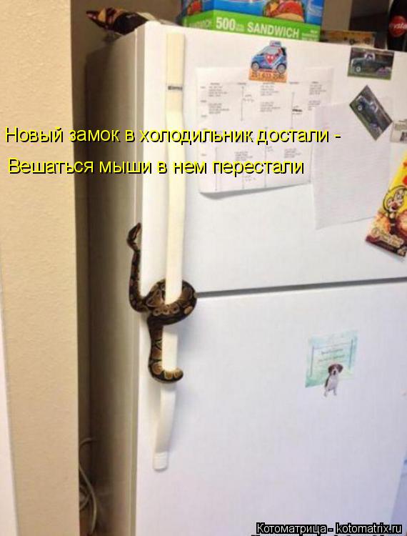 Новый замок в холодильник достали - Вешаться мыши в нем перестали... Котоматрица: Новый замок в холодильник достали - Вешаться мыши в нем перестали