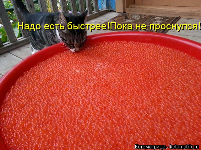 Котоматрица: Надо есть быстрее!Пока не проснулся!