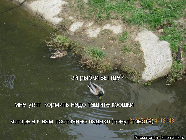 Котоматрица: эй рыбки вы где? мне утят  кормить надо тащите крошки которые к вам постоянно падают(тонут тоесть)