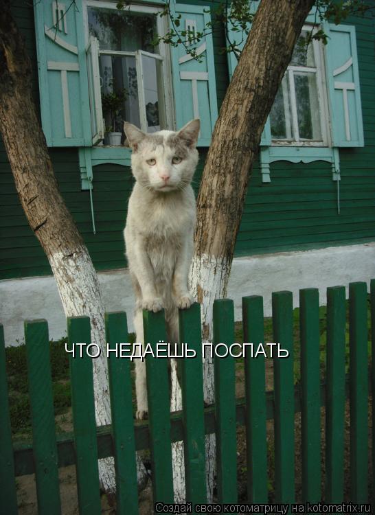 ЧТО НЕДАЁШЬ ПОСПАТЬ... Котоматрица: ЧТО НЕДАЁШЬ ПОСПАТЬ