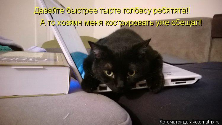 Котоматрица: Давайте быстрее тырте голбасу ребятята!! А то хозяин меня кострировать уже обещал!
